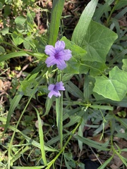 Ruellia simplex