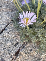 Erigeron pygmaeus