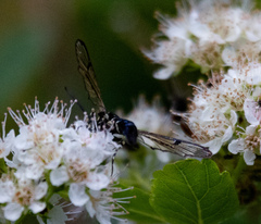 Synanthedon pictipes