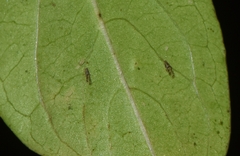 Sarucallis kahawaluokalani