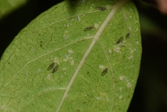 Sarucallis kahawaluokalani