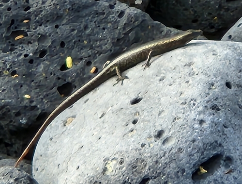 Cryptoblepharus poecilopleurus observed 2022-07-23