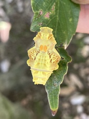 Byasa alcinous alcinous
