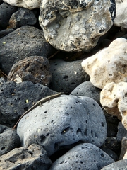 Cryptoblepharus poecilopleurus