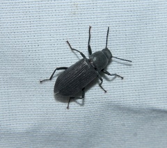 Xylopinus saperdoides