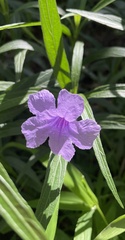 Ruellia simplex