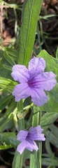 Ruellia simplex
