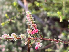 Micromyrtus blakelyi