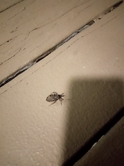 Triatoma gerstaeckeri