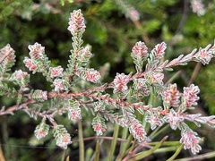 Micromyrtus blakelyi