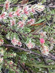 Micromyrtus blakelyi