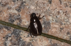 Anomala antiqua