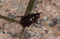 Anomala antiqua
