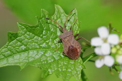 Coreus marginatus