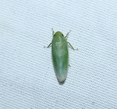 Gyponana angulata