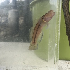 Tridentiger trigonocephalus