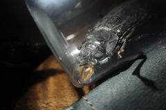 Mallodon chevrolatii