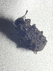 Bolitotherus cornutus