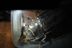 Mallodon chevrolatii