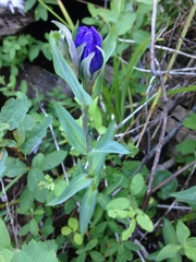 Gentiana sceptrum