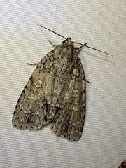 Acronicta immodica