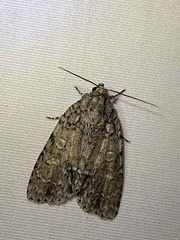 Acronicta immodica