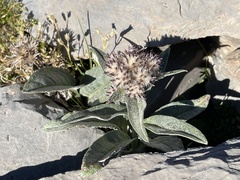 Saussurea depressa