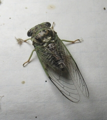 Diceroprocta vitripennis