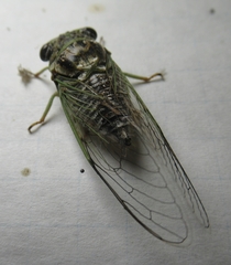 Diceroprocta vitripennis