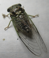 Diceroprocta vitripennis