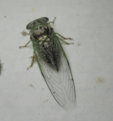 Diceroprocta vitripennis