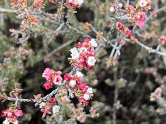 Micromyrtus blakelyi