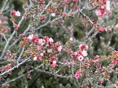 Micromyrtus blakelyi