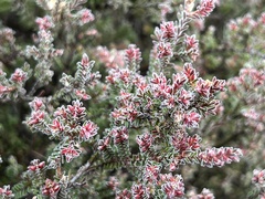 Micromyrtus blakelyi