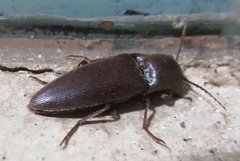 Diplostethus texanus