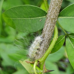 Macrobrochis gigas
