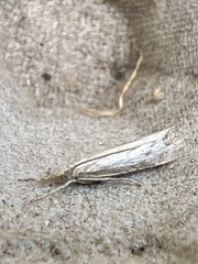 Agriphila straminella
