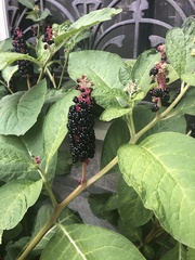 Phytolacca acinosa