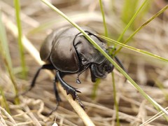 Lethrus apterus