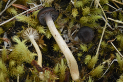 Cuphophyllus cinerellus