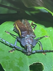 Solenoptera