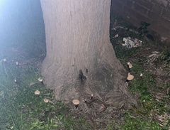 Ganoderma