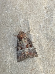 Mesoligia literosa