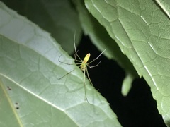 Tetragnatha squamata