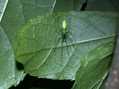 Tetragnatha squamata