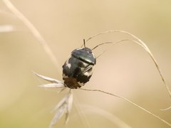 Tritomegas bicolor