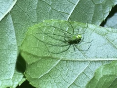 Tetragnatha squamata