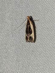 Dichomeris inserrata