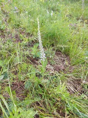Veronica linariifolia