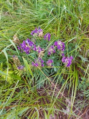 Oxytropis nitens